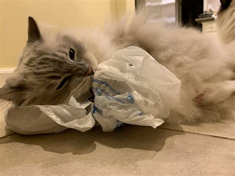 cats with plastic hands|kitten playing with plastic bag.